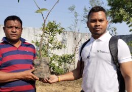 Tree Plantation Drive Story – How Treewards helped Raju Singh Markaam