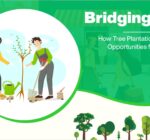 Bridging Gaps: How Tree Plantation Drives Create Opportunities