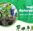 The Impact of Reforestation: How Your Shopping Makes a Difference