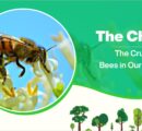 Bee the Change: The Crucial Role of Bees in Our Ecosystem