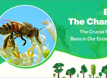 Bee the Change: The Crucial Role of Bees in Our Ecosystem