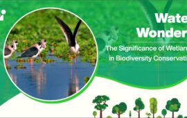 Water Wonders: The Significance of Wetlands in Biodiversity Conservation