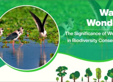 Water Wonders: The Significance of Wetlands in Biodiversity Conservation
