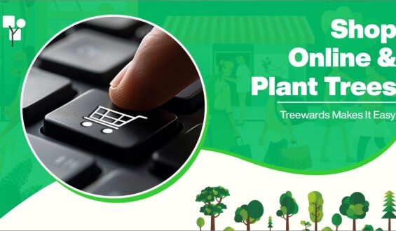 Shop Online and Plant Trees: Treewards Makes It Easy