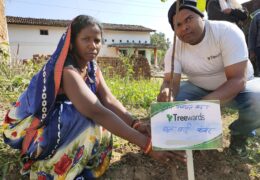 Tree Plantation Drive Story 57 – How Treewards aided Jhool Bai Kanwar