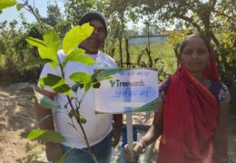Tree Plantation Drive Story 71 – How Treewards helped Pramila Bai
